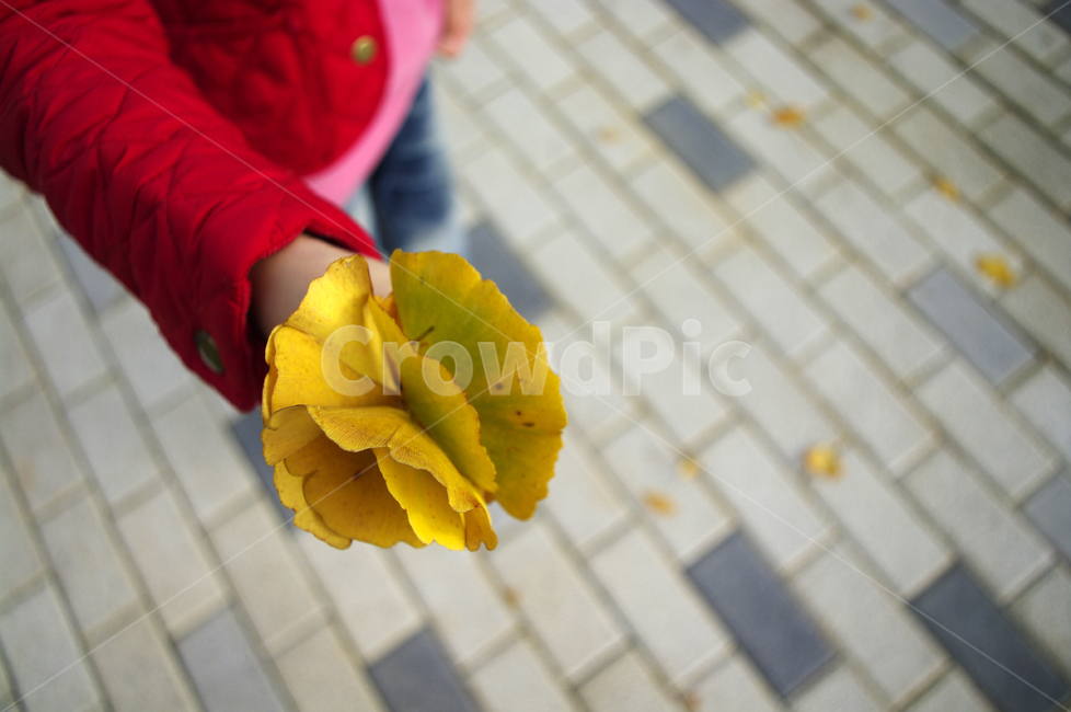 가을,은행잎,손,잎,식물,plant,가을,계절,fall,autumn,season,사람,인물,인간,human,person,신체일부,몸,body