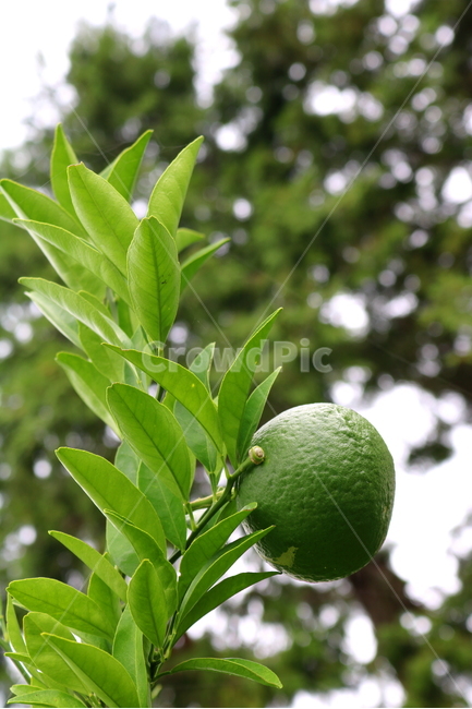 나무,귤,감귤,감귤나무,식물,과일,밀감,식물,자연,plants,nature,과일,열매,fruit