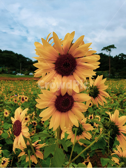 해바라기,sunflower,plant,식물,blossom,flower,꽃,식물,자연,plants,nature,꽃,flower