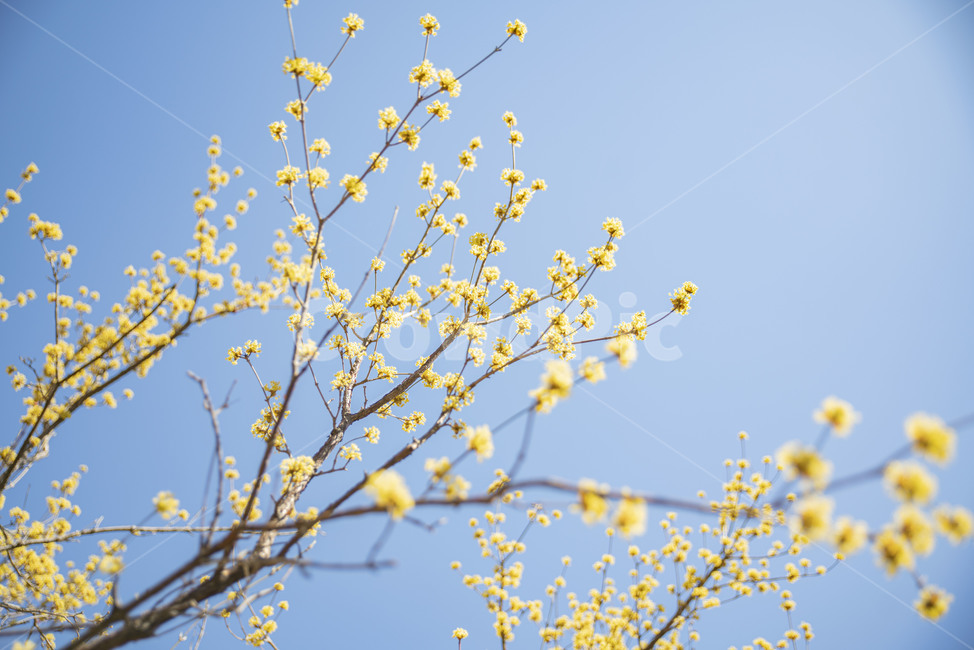 산수유,봄꽃,노랑,꽃나무,노랑꽃,plant,식물,식물,자연,plants,nature,꽃,flower