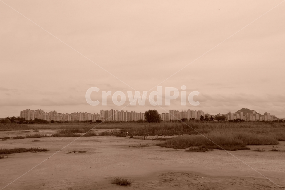 습지,풍경,오래된,낡은,사진,나무,아파트,도시,풍경,city,landscape,한국도시풍경,한국도시경관,korea cityscape,흑백,모노톤,monochrome,black and white,ground,바닥,nature,자연,outdoors,옥외