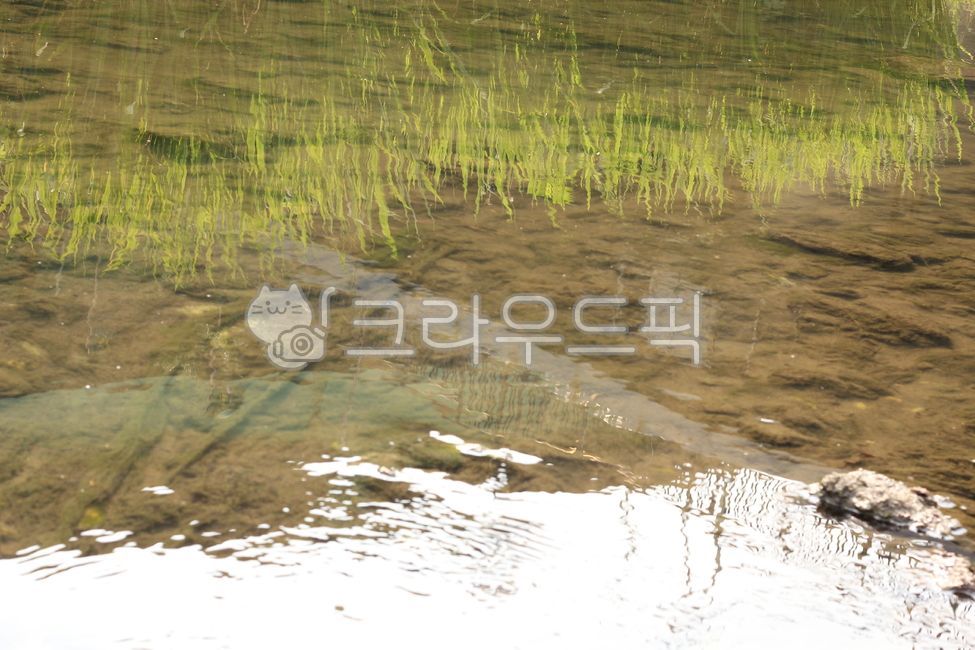 자연, 물, 물풀, nature, water, 사진,이미지,일러스트,캘리그라피 - joyfulharu작가