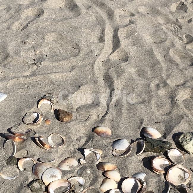 조개,sealife,해양생물,seashell,clam,대합,무척추동물,바다,해안가,모래사장,sea,ocean