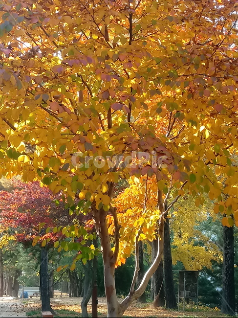 가을,단풍,낙엽,maple,plant,식물,단풍나무,단풍잎,leaf,잎,tree,나무,계절,fallautumnseason,가을단풍,자연,풍경,경치,가을,계절,fall,autumn,season,식물,자연,plants,nature,나무,trees,wood