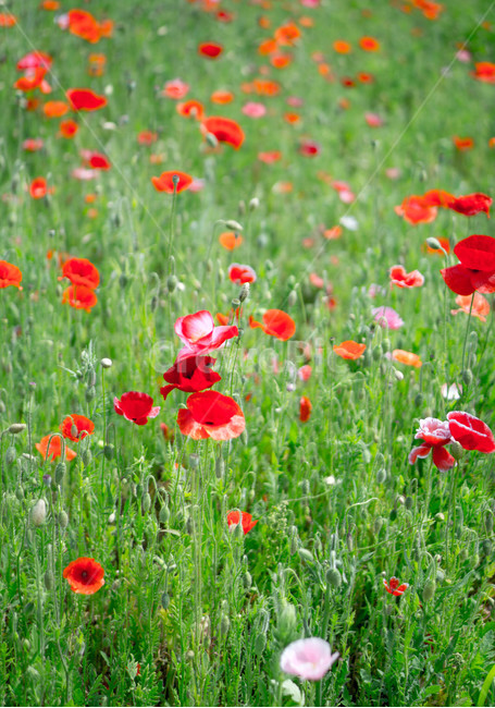양귀비,양귀비꽃,6월,여름,물의정원,opiumpoppy,빨강,식물,자연,plants,nature,꽃,flower,경기도,남양주,green,red,식물,자연,plants,nature,꽃,flower