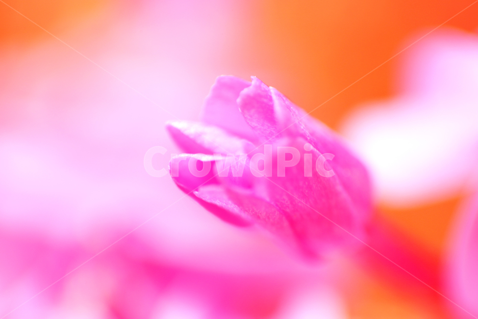 봄,배경,몽환,환상,기분,봄꽃,식물,꽃,flower