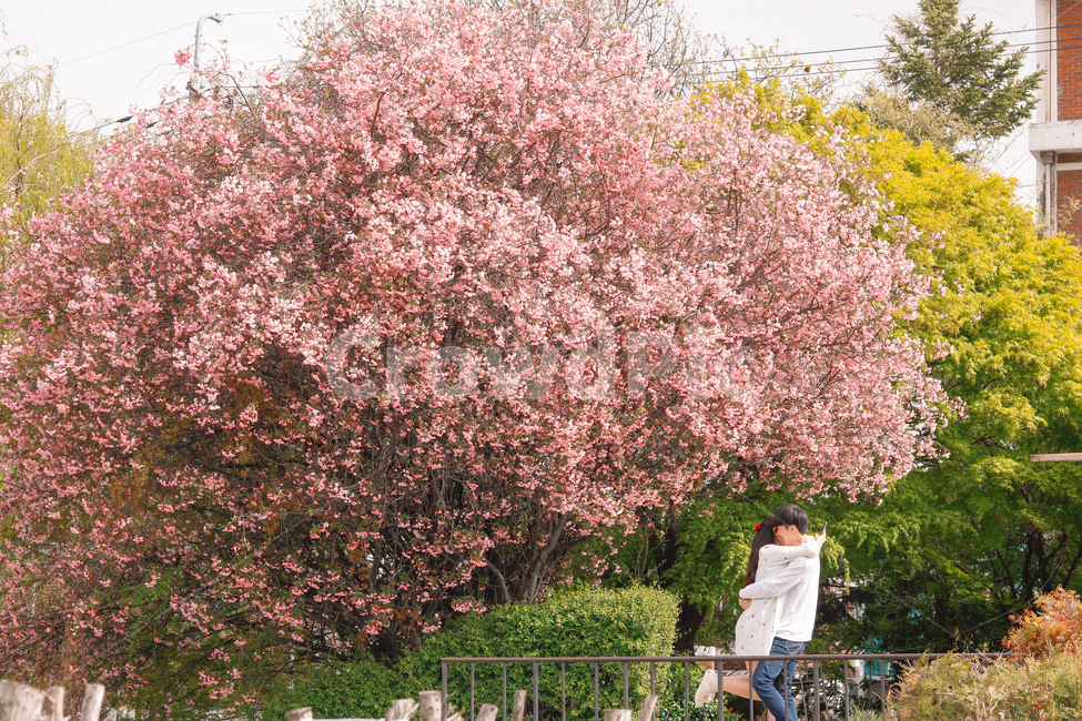 봄,커플,사랑,벚꽃,풍경,봄풍경,벚꽃나무,나무,LOVE,러브,4월,봄,계절,spring,season,식물,자연,plants,nature,꽃,flower,나무,trees,wood,사람,인물,인간,human,person,연인,커플,사랑,lover,couple,감정표현,기분,feeling,emotion,plant,blossom