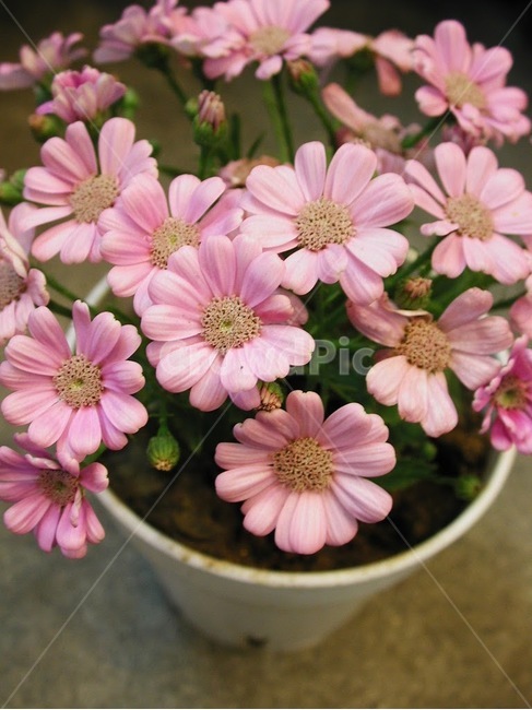 꽃,화분,분홍,원예,클로즈업,flower,접사,꽃,flower,실내용화초,화분,화초,house plant