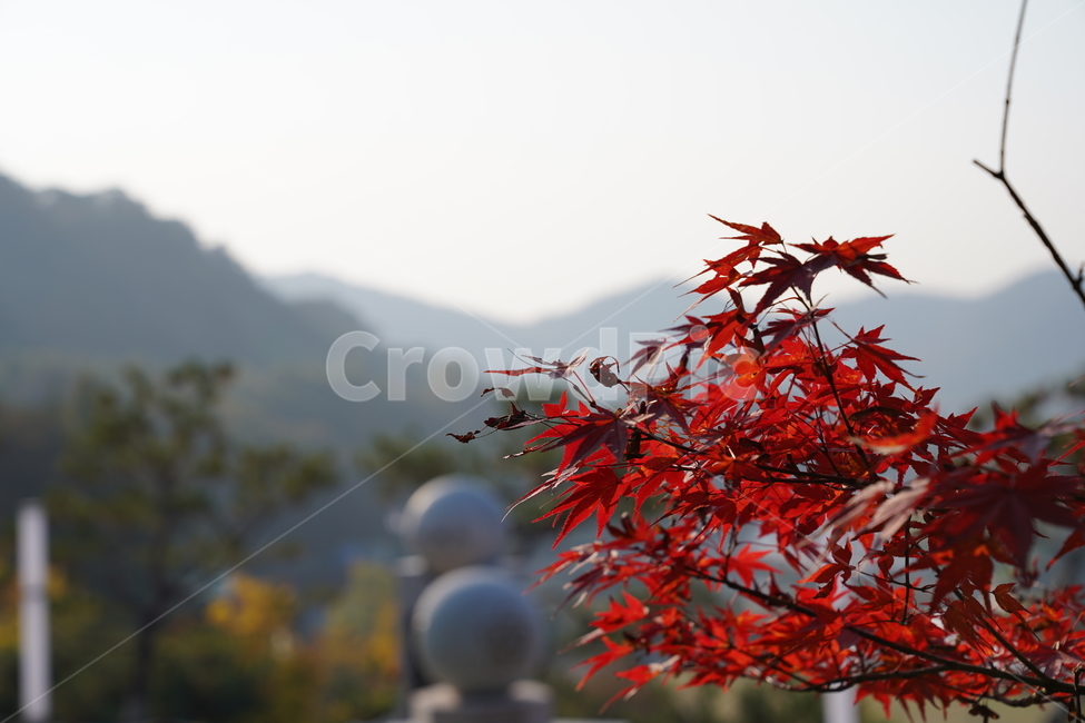 단풍,나무,붉은단풍,식물,가을,가을,계절,fall,autumn,season,plant,leaf,잎,tree