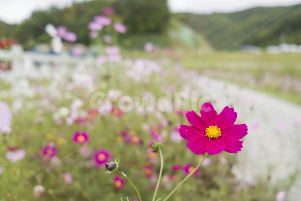 꽃,flower,풍경,landscape,식물,plant,코스모스,자연,nature,생동감,fresh,감성,way,길거리,목장,pasture,가을,fall,계절,season,산,mountain,가을,계절,fall,autumn,season,식물,자연,plants,nature,꽃,flower,blossom,daisy,데이지,daisies