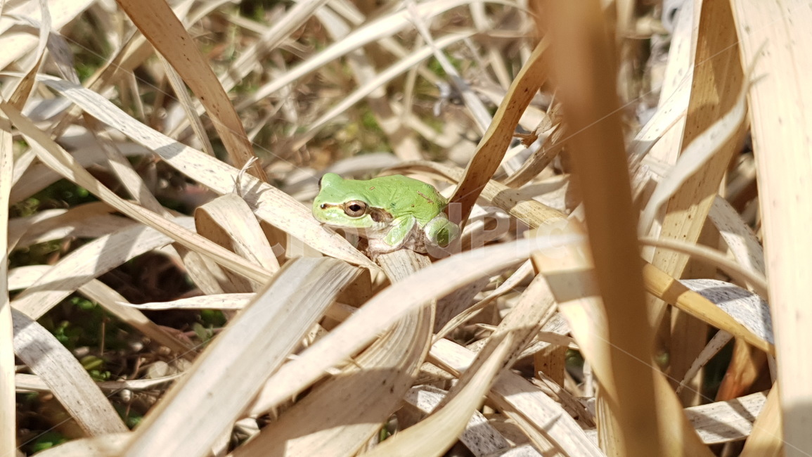 청개구리,개구리,양서류,잔디,겨울잔디,겨울잠,야생동물,frog,봄,동물,계절,배경,풀밭,논개구리