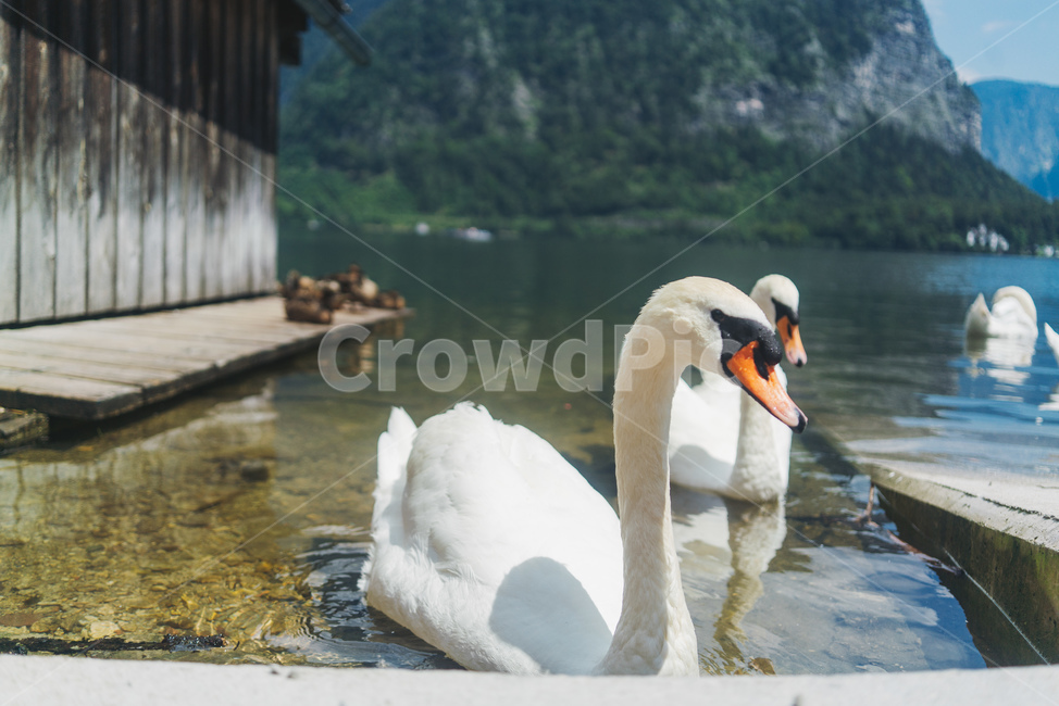 오리,거위,호수,백조,lake,할슈타트,오스트리아,hallstatt,austria