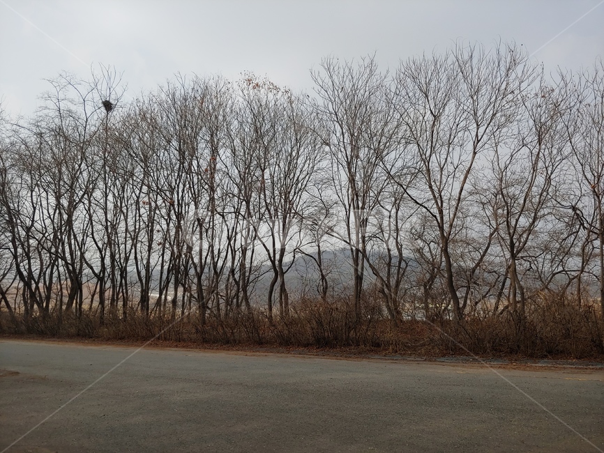 겨울,잔가지,나목,새둥지,쓸쓸함,나무,공원,황량