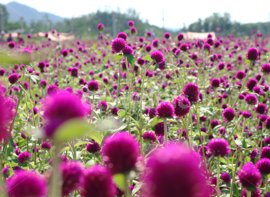 globeamaranth,outdoor,leaf,park,natural,field,blooming,color,beauty,purple,bloom,colorful,plant,pink,floral,flora,background,green,blossom,garden,beautiful,nature,flower,식물,천일홍,꽃밭,꽃,정원,공원,보라색,식물,자연,plants,nature,꽃,flower