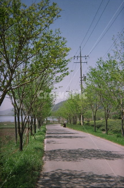 시골,농촌,나무,길,가로수,자연,풍경,산책길,보성,봄,필름사진,자연,풍경,nature,landscape