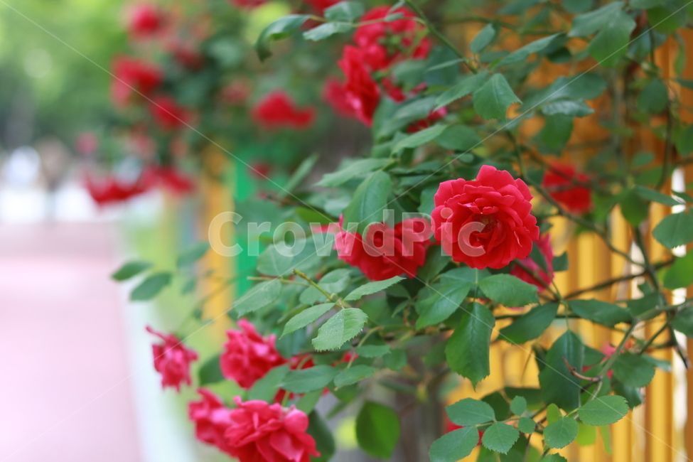 여름,장미,들장미,장미꽃,자연,꽃,summer,rose