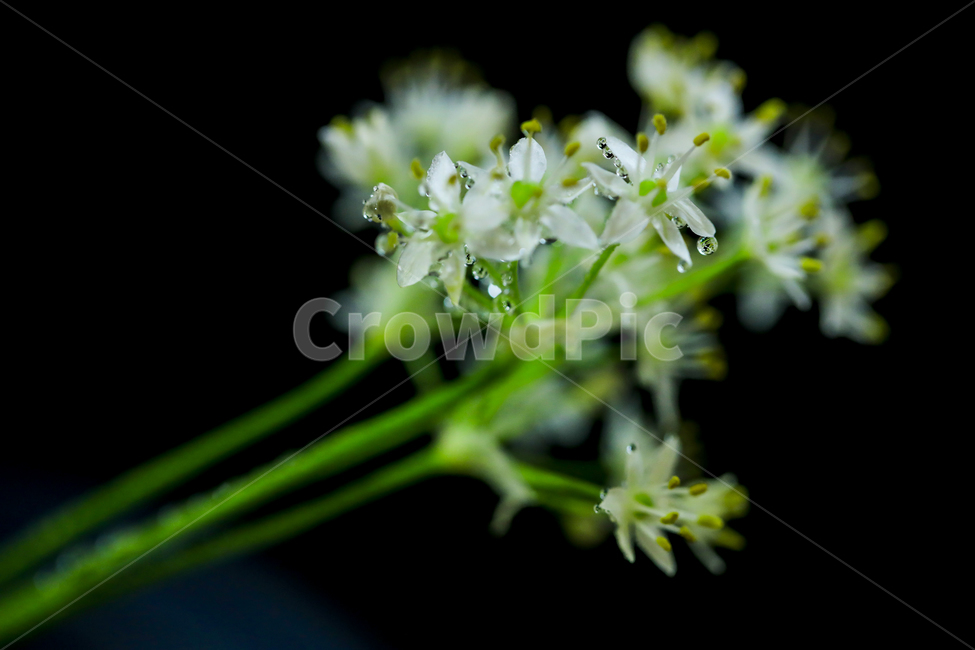 부추,부추꽃,흰꽃,아침이슬,백합과,식물,자연,plants,nature,꽃,flower