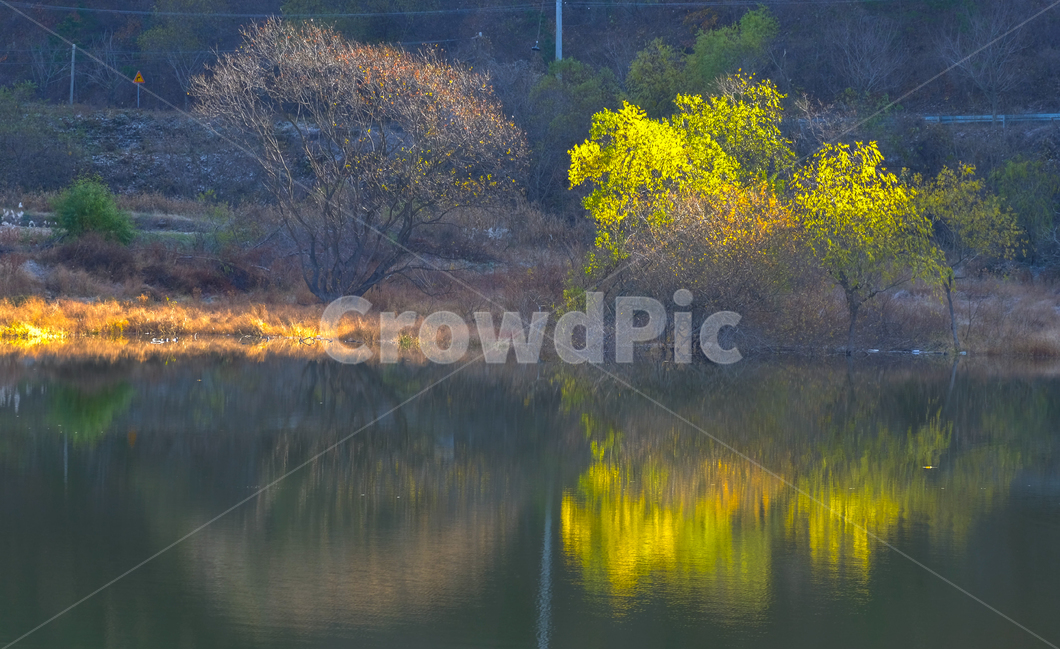반영,연두색,나무,핼빛,아침,호수,물,가을,계절,fall,autumn,season,자연,풍경,nature,landscape,water,outdoors,옥외