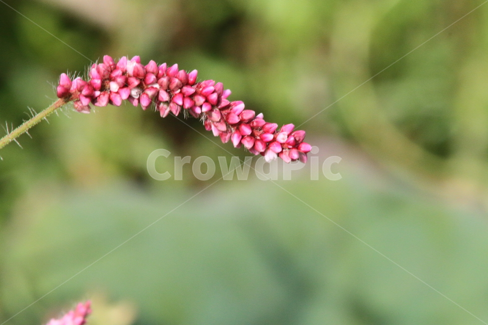 털여뀌,꽃,식물,야생화,princefeather,식물,자연,plants,nature,꽃,flower