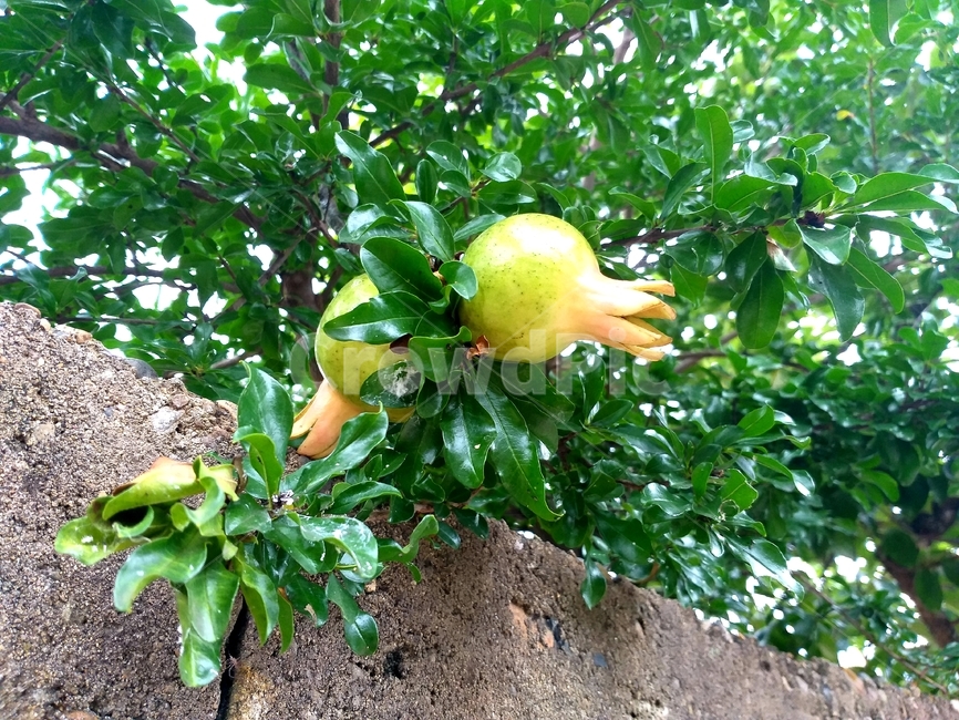 석류,식물,나무,punicagranatuml,석류꽃