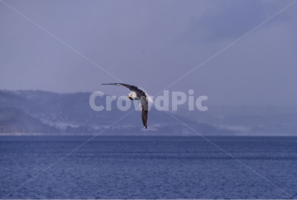 갈매기,비상,호수,겨울,새,seagull,bird,lake,winter,동물,animal,조류,새,birds