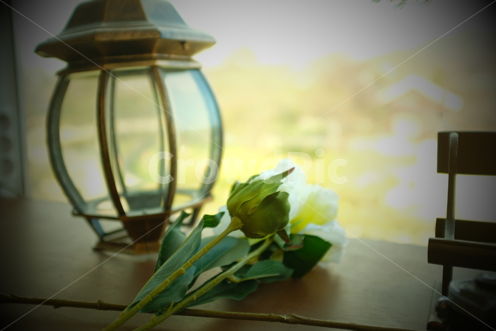 가정장식,식물,꽃,정물,부케,blossom