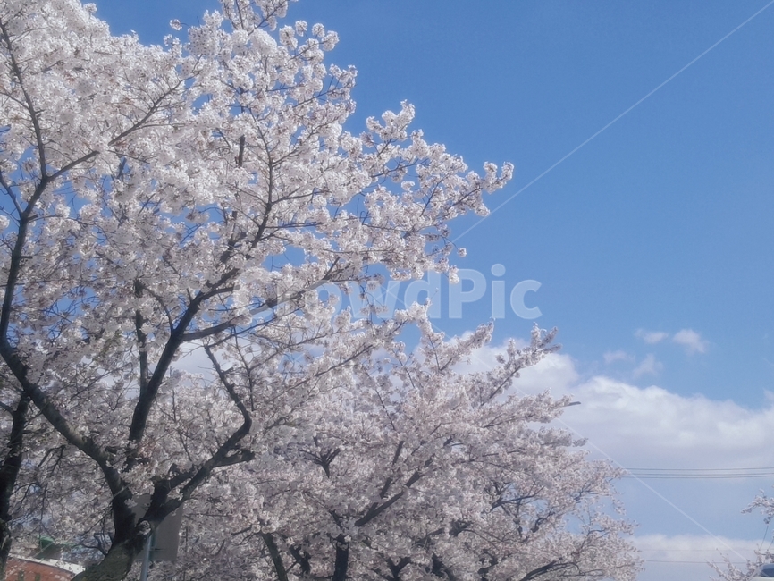 벚꽃,축제,주말,봄,팝콘,봄,계절,spring,season,plant,식물