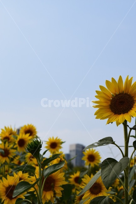 꽃,해바라기,해바라기꽃,flower,blossom,plant,식물,배경화면,가을분위기,가을,가을느낌,감성,여름,계절,summer,season,식물,자연,plants,nature,꽃,flower
