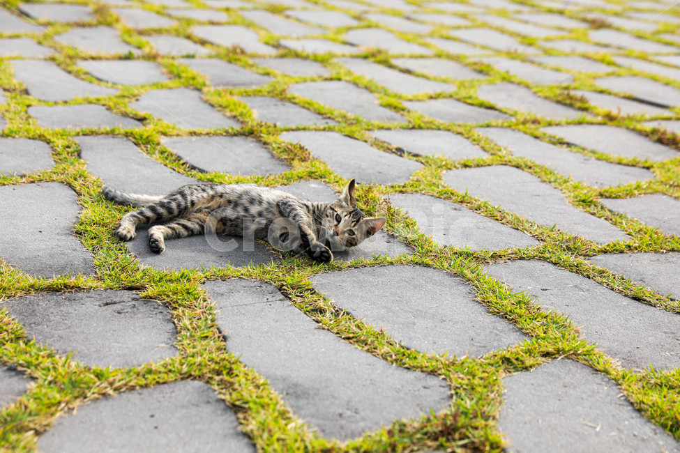 고양이,야생,애완동물,봄날,캣,동물,반려묘,동물,animal,포유류,mammal,고양이,cat,kitten,kitty