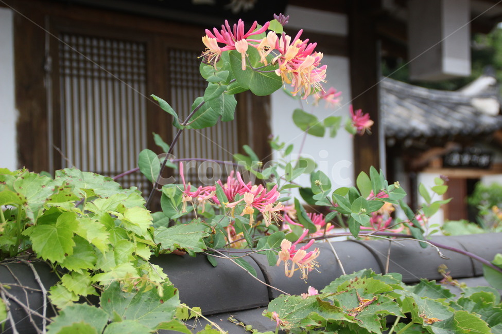 고택,꽃,향기,담장,한옥마을,전주,oldhouse,flower,fragrance,aroma,wall,hanokvillage,jeonju,한국전통,한국문화,korean traditional,korean culture,식물,자연,plants,nature,꽃,flower