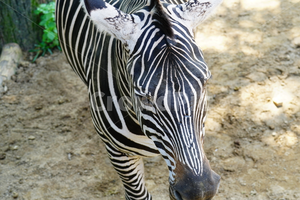 얼룩말,동물,포유류,animal,zebra,동물원,동물,animal,포유류,mammal