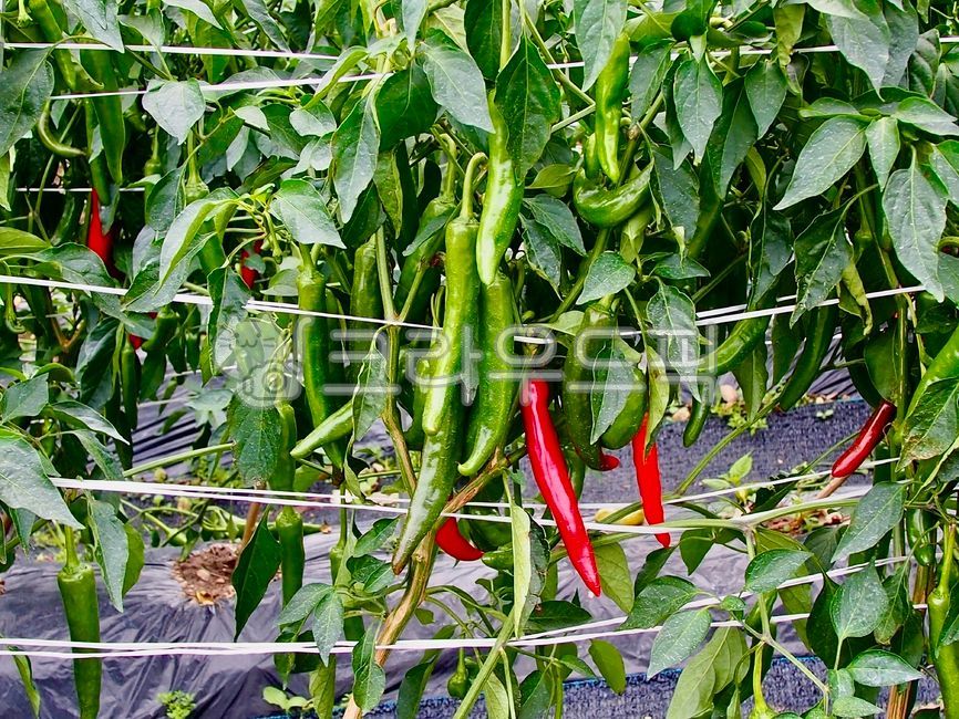 고추,고추밭,chili,홍고추,풋고추,밭농사,자연,nature,농사,farming,farmwork,시골,텃밭