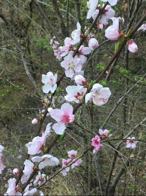 blossom,꽃,산,식물,벚꽃