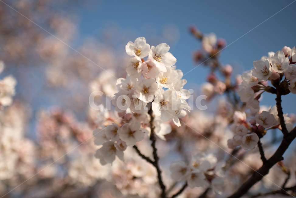 식물,벚꽃,봄,꽃,flower,plant,나무,꽃잎,식물,자연,plants,nature,꽃,flower