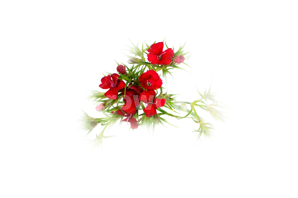 카네이션,carnation,꽃,어버이날,스승의날,가정의달,가족,기념일,축하,감사,이벤트,사랑,식물,시즌,빨강,스튜디오촬영,클로즈업,closeup,흰색배경,누끼,식물,자연,plants,nature,꽃,flower,가족,패밀리,family,기념일,축하,anniversary,congratulation,celebrate,celebration,누끼,remove background