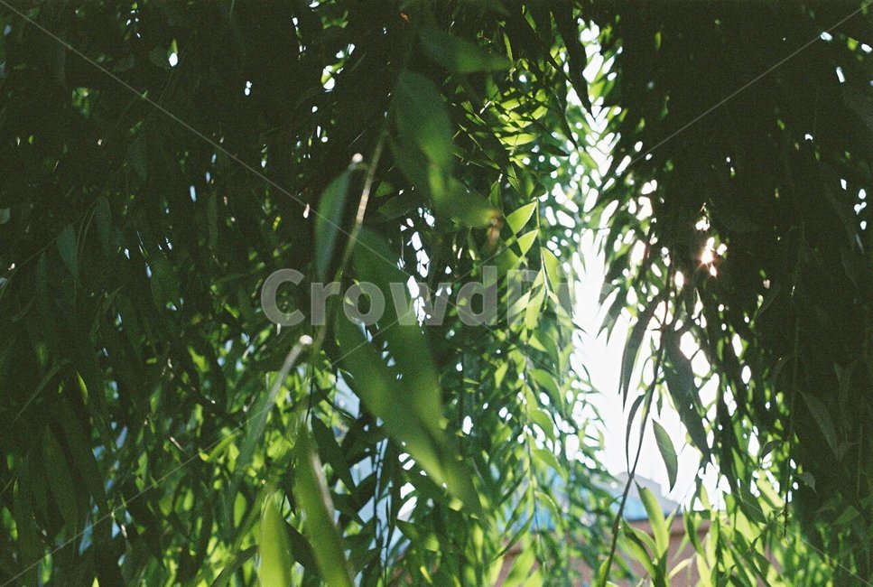 나무,식물,빛,필름,필름사진,film,filmphoto,tree,식물,자연,plants,nature,감성,sensible,feeling,휴식,힐링,rest,relaxation,healing
