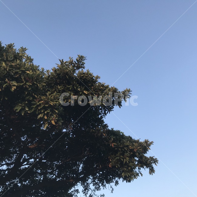 하늘,나무,식물,tree,sky,파랑,초록,자연,자연,풍경,nature,landscape,plant