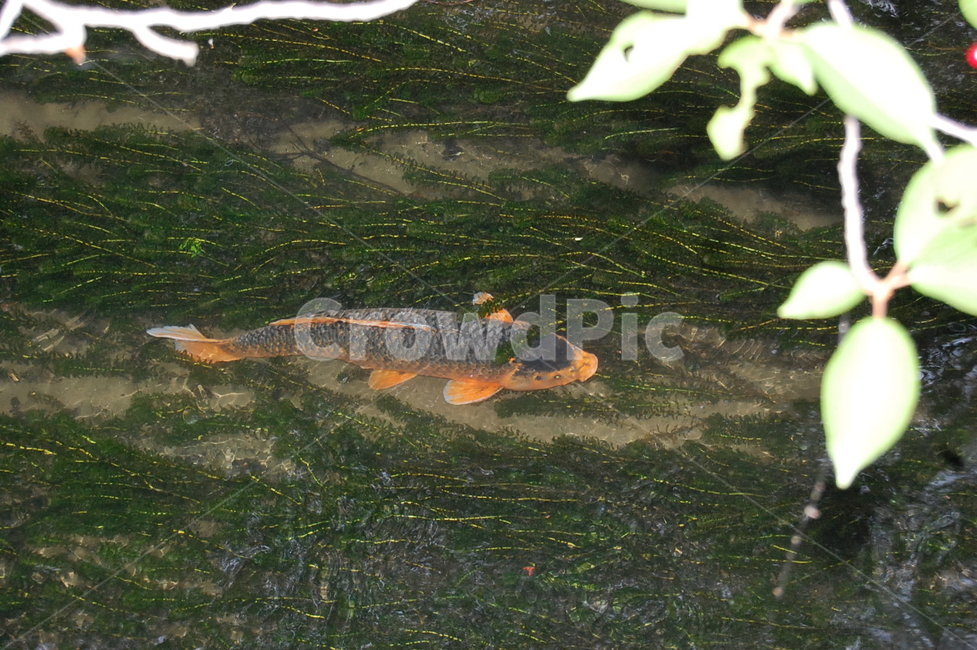 자연,물고기,잉어,fish,carp