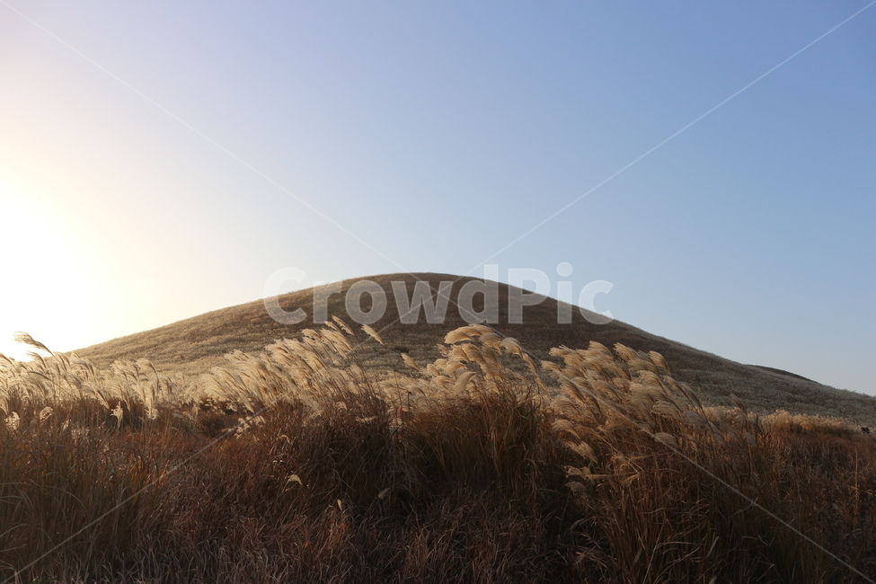 제주도,새별오름,오름,제주,풍경,억새,갈대,가을,산,가을,계절,fall,autumn,season,자연,풍경,nature,landscape,제주도,jeju,jeju island,outdoors,옥외,grassland,목초지,field,들