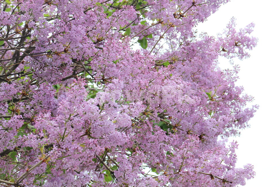 꽃,봄꽃,라일락,연보라색꽃,꽃나무,봄,봄풍경,보라꽃,flower,lilac,자연,꽃향기,식물,자연,plants,nature,꽃,flower