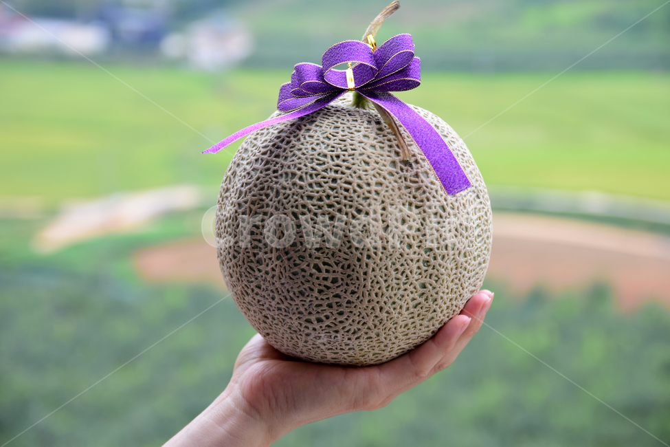 멜론,메론,과일,열대과일,식재료,손,리본,박과,열매,melon,fruit,food,hand,finger,음식,식재료,요리,food,cook,meal,dishes,food reserves,과일,열매,fruit