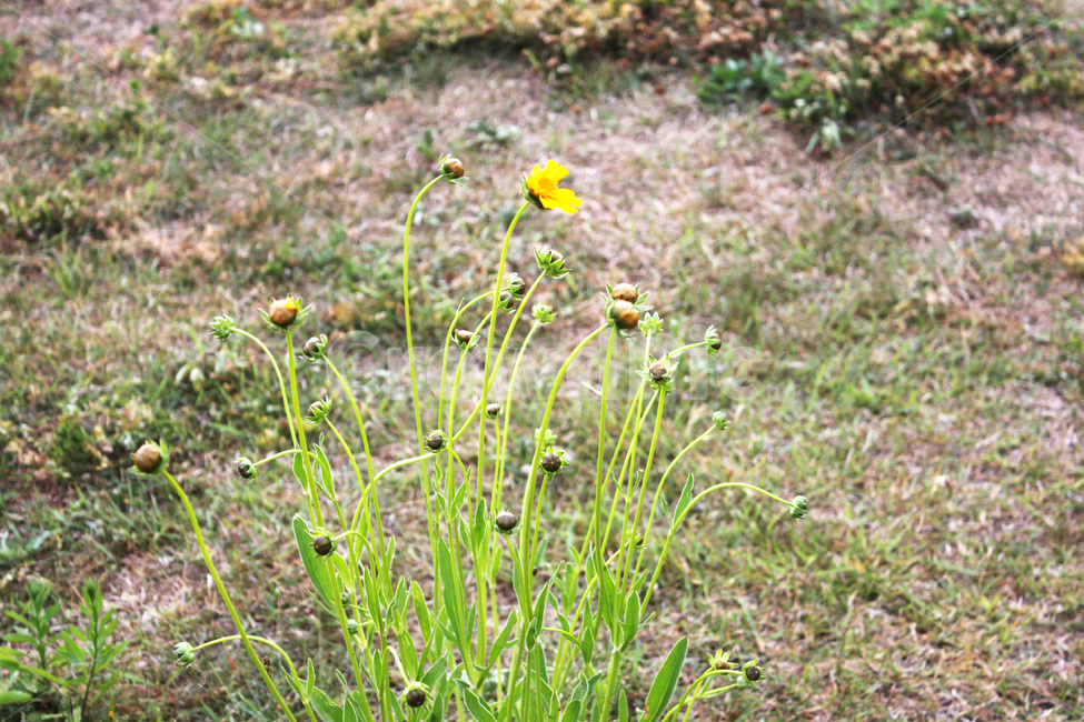 꽃,풀,식물,자연,봄,공원,flower,plant,nature,spring,park
