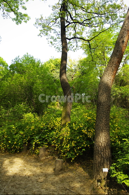 자연,nature,숲,나무,식물,plant,봄,spring,초록,잎,길,자연,풍경,nature,landscape,grassland,목초지,outdoors,옥외,field,들,tree