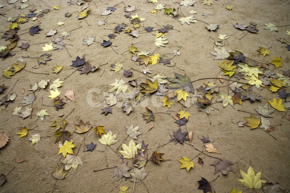 가을,fall,나무,식물,plant,단풍,잎,낙엽,가을,계절,fall,autumn,season,leaf,ground,바닥