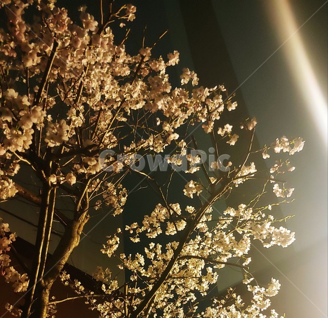 벚꽃,나무,밤,벚꽃나무,꽃,봄,계절,spring,season,식물,자연,plants,nature,꽃,flower,light,빛,flare,플레어,sunlight,햇빛