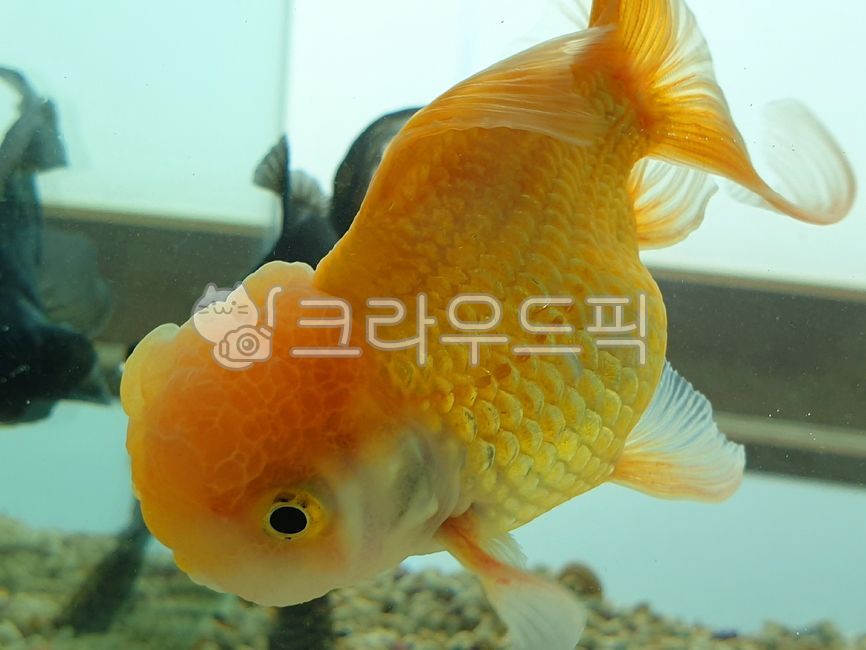 금붕어,물고기,어류,동물,척추동물,붕어,잉어,잉어과,담수어,물,어항,수족관,관상용,화란사자머리붕어