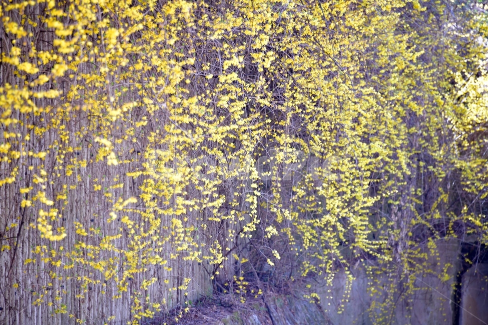 개나리,꽃,봄,식물,자연,plant,노랑