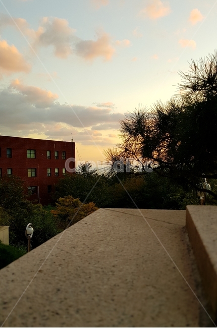 옥상,노을,sunset,하늘,소나무,기숙사,부산,sky,맑은날씨,초저녁