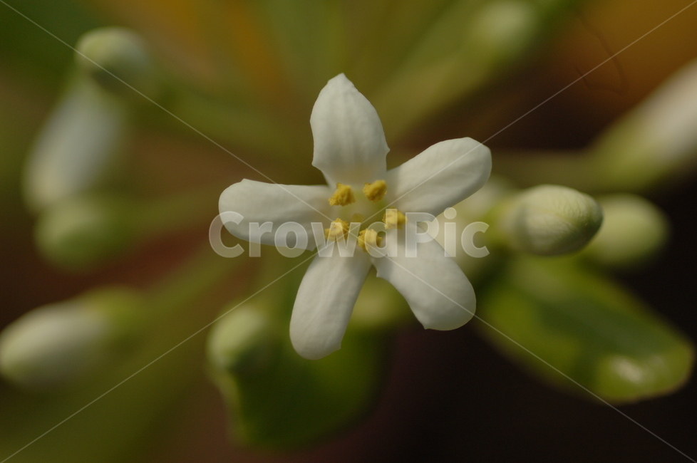 꽃,들꽃,야생화,flower,식물,plant,식물,자연,plants,nature,꽃,flower