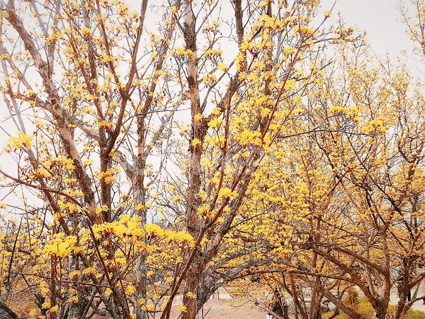 산수유꽃,꽃구경,봄,꽃나무,산수유나무,봄꽃,봄,계절,spring,season,tree,나무,plant,식물,tree trunk,나무 줄기
